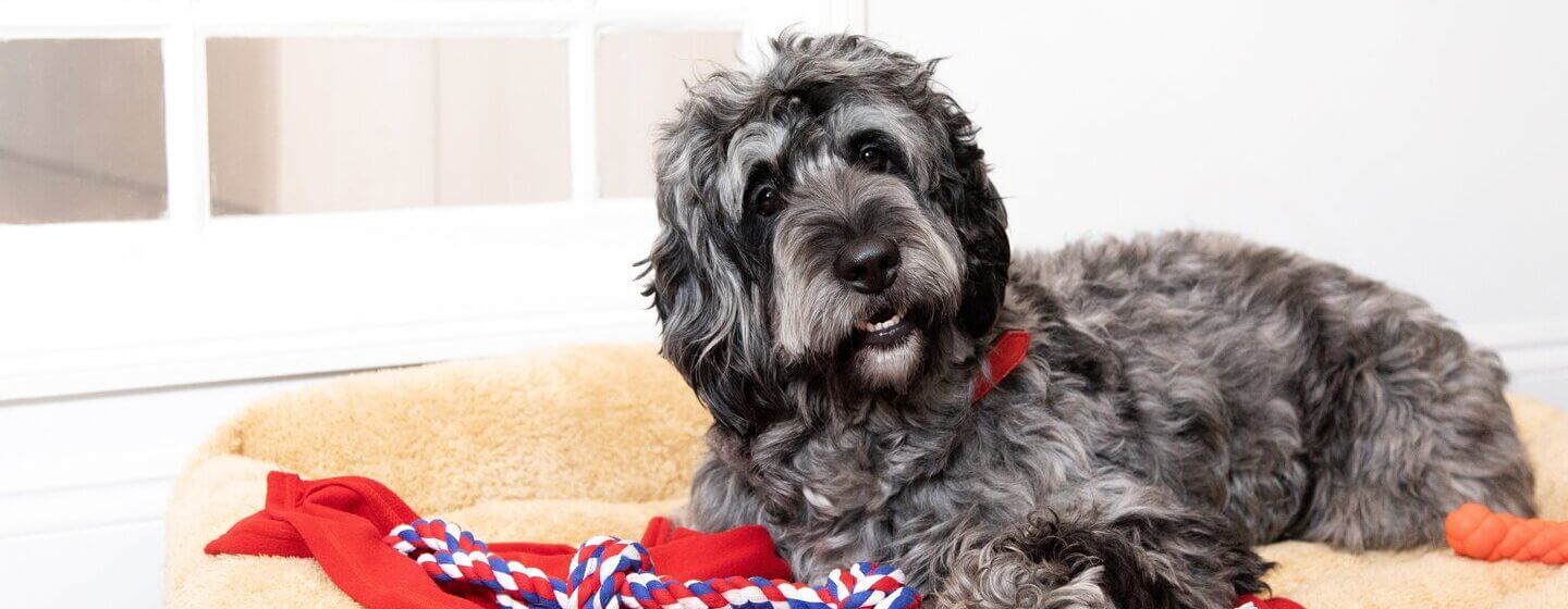 Best big fluffy store dogs